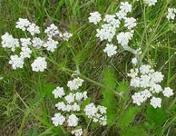 Kimyon Ağacı Türleri ve Özellikleri Kimyon Ağacı Türleri ve Özellikleri