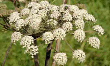 Kimyon Bitkisi Türleri ve Özellikleri Kimyon Bitkisi Türleri ve Özellikleri