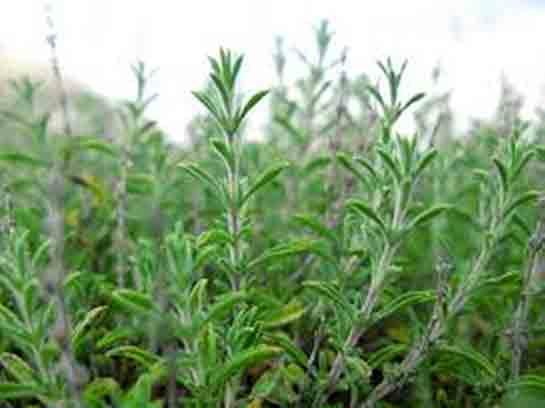 Kimyon Otu Kullanımı ve Faydaları Nelerdir?